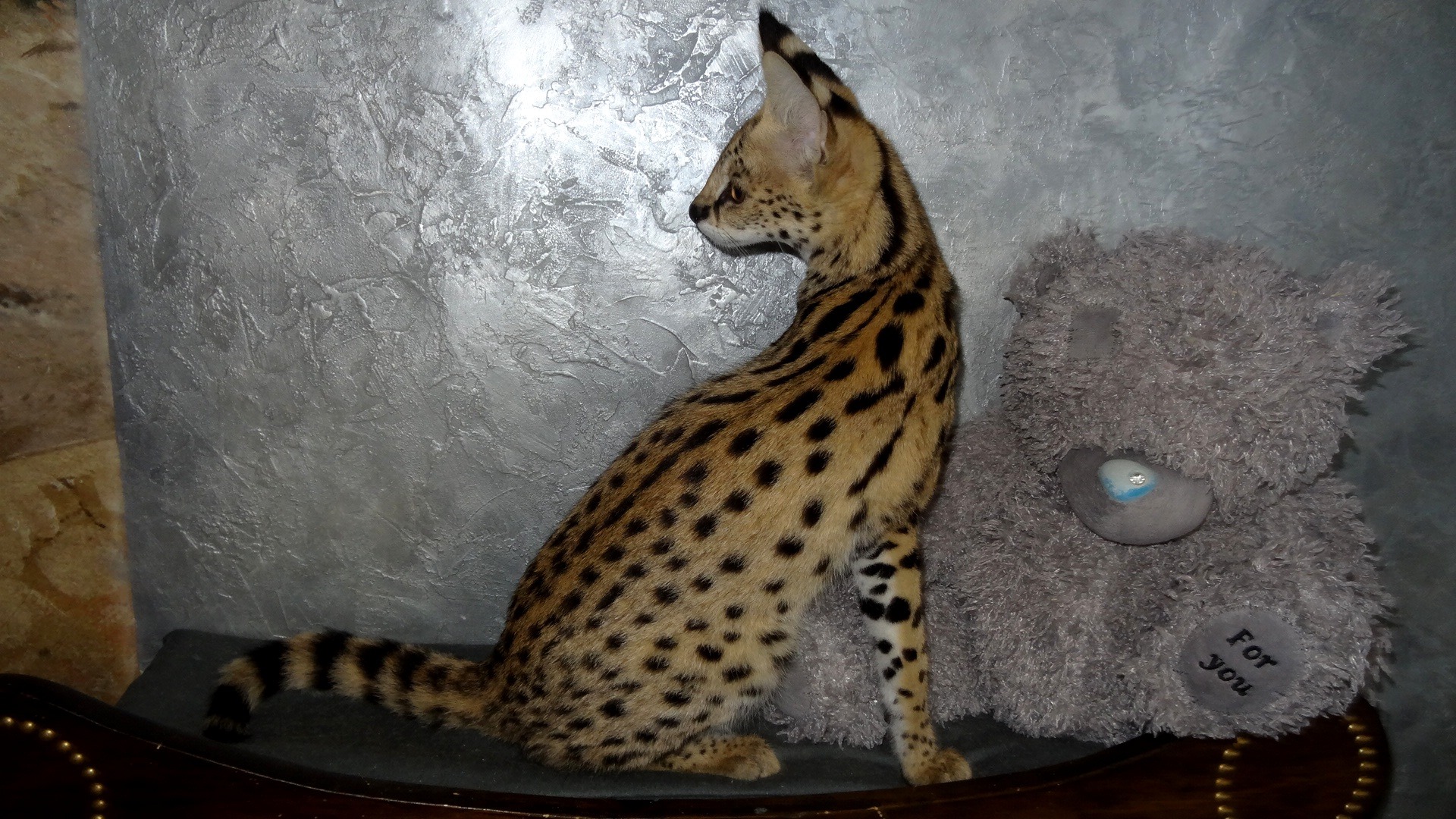 Exotic Serval Kittens