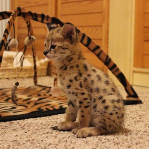 F2 Savannah kittens for sale