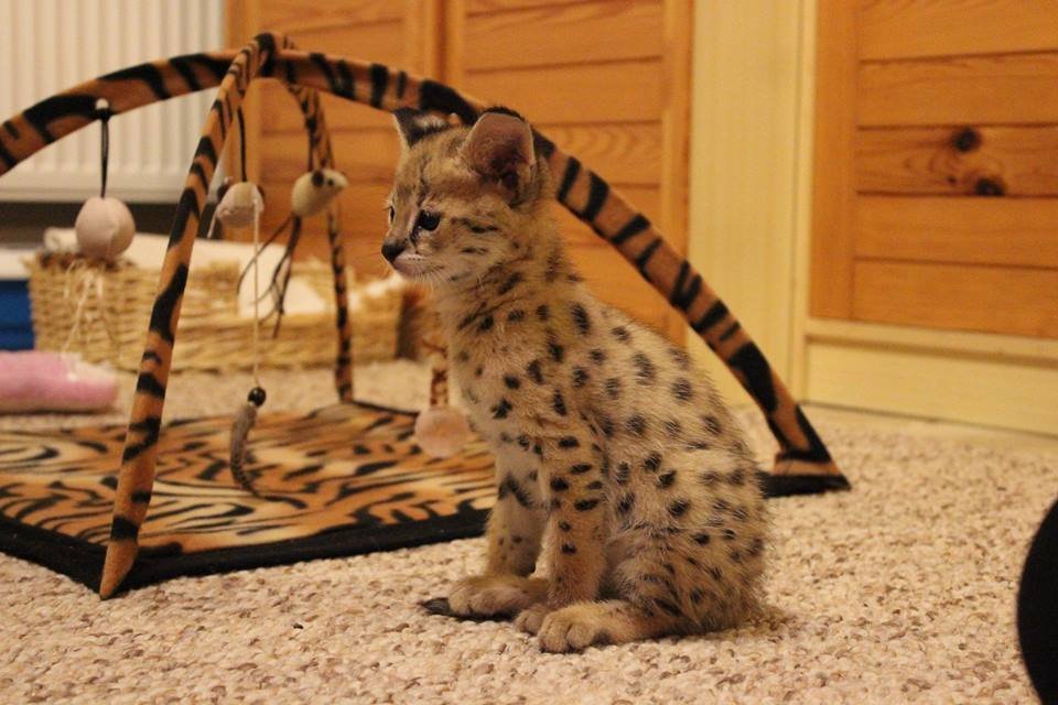 F2 Savannah kittens for sale