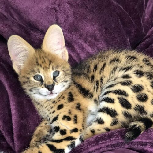 Leptailurus serval genetics