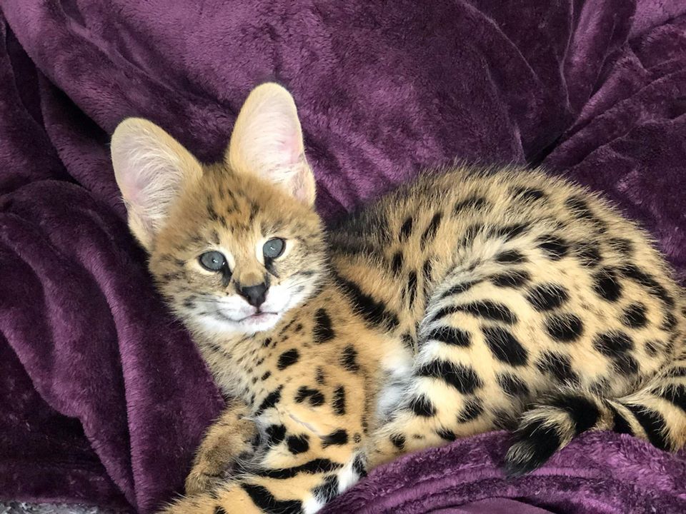 Leptailurus serval genetics