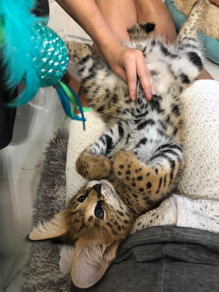 Leptailurus serval genetics