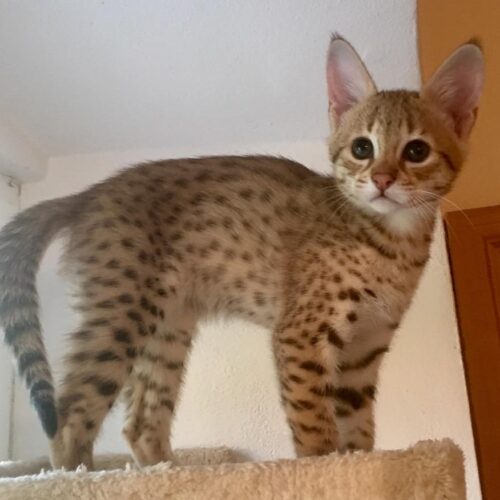 TICA registered F5 Savannah kittens