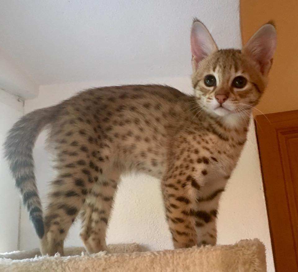 TICA registered F5 Savannah kittens