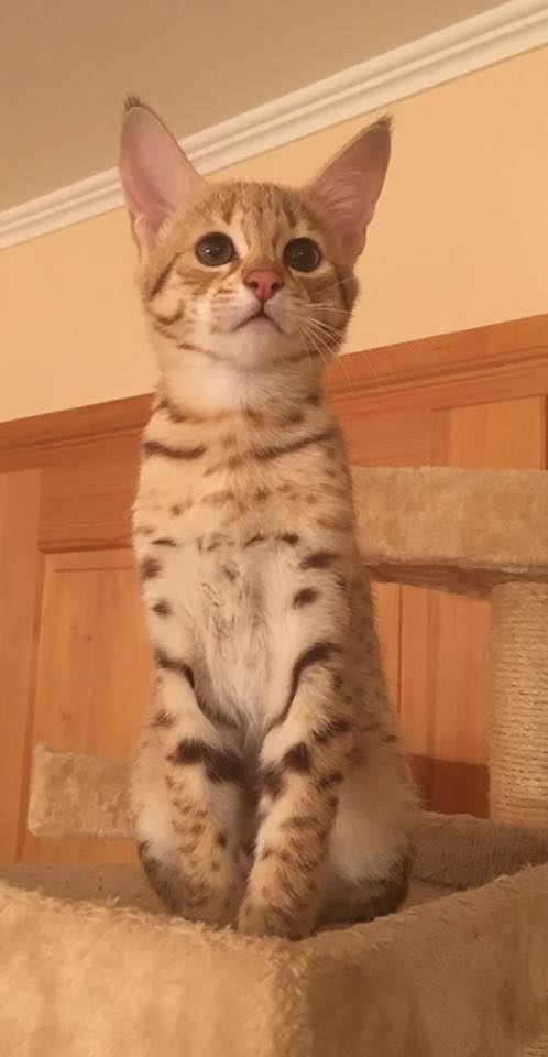 TICA registered F5 Savannah kittens