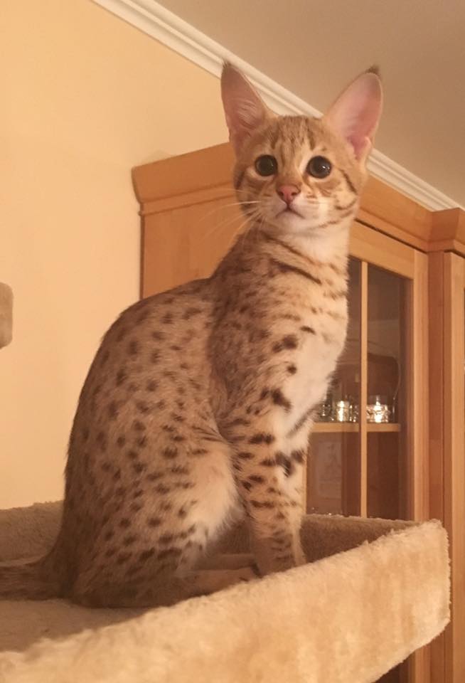 TICA registered F5 Savannah kittens