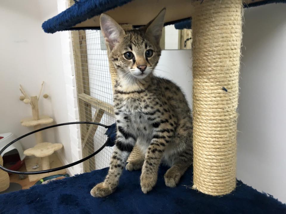 F1 Savannah cat price and legalities 2026