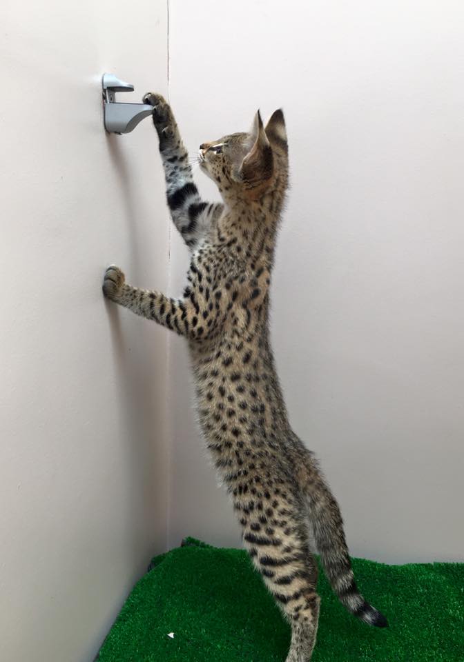 F1 Savannah cat price and legalities 2026