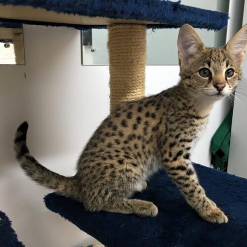 F1 Savannah cat price and legalities 2026