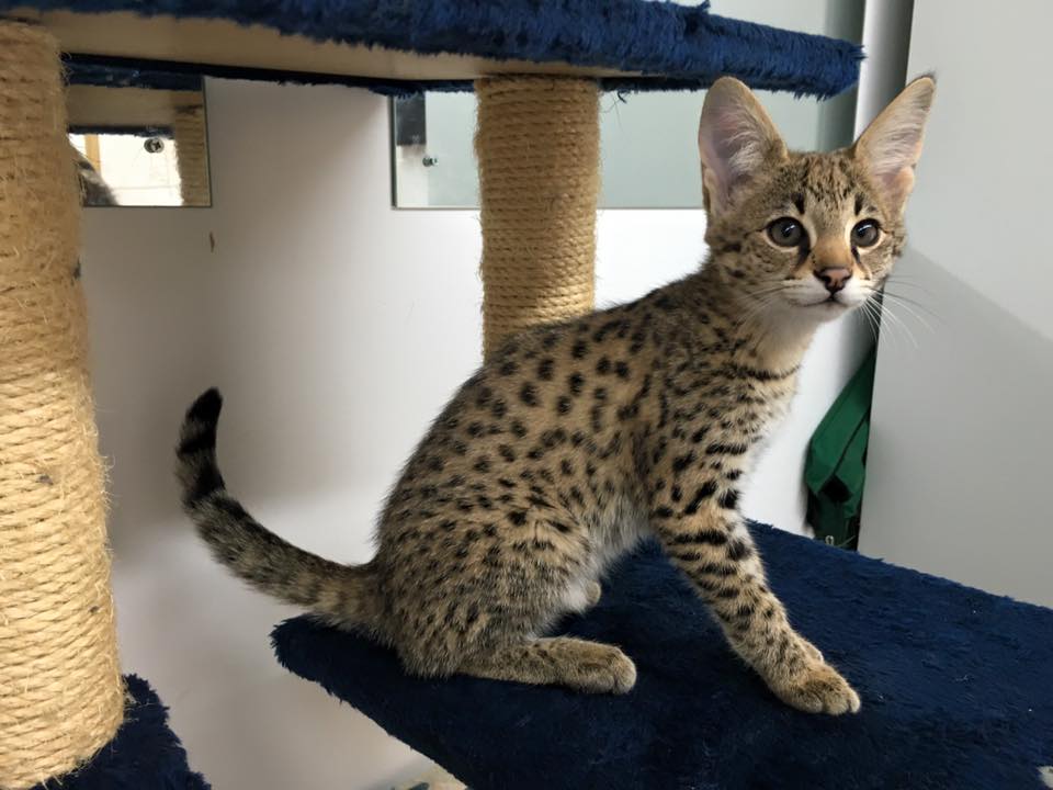 F1 Savannah cat price and legalities 2026